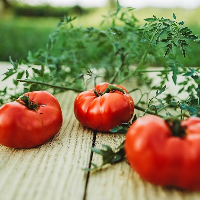 Silvery Fir Tree Tomato - 50 Seeds - Russian Heirloom Variety, Heirloom Determinate Tomato Seeds for Planting in Containers or The Home Garden, Thresh Seed Company