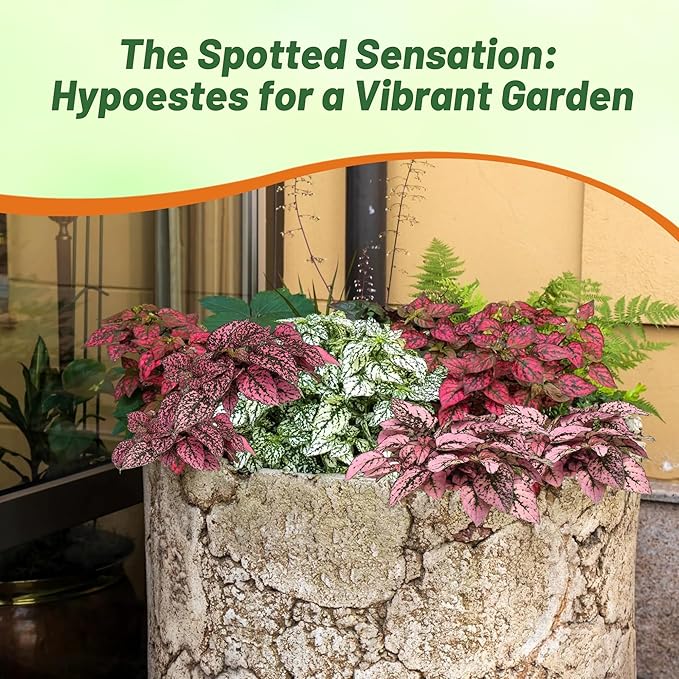 Outsidepride Splash Select Mixed Hypoestes Seed for Planting - 50 Pcs Perennial Polka Dot Plant Seeds w/Variegated Foliage for Containers, Hanging Baskets, Small Gardens, Both Indoors & Outdoors