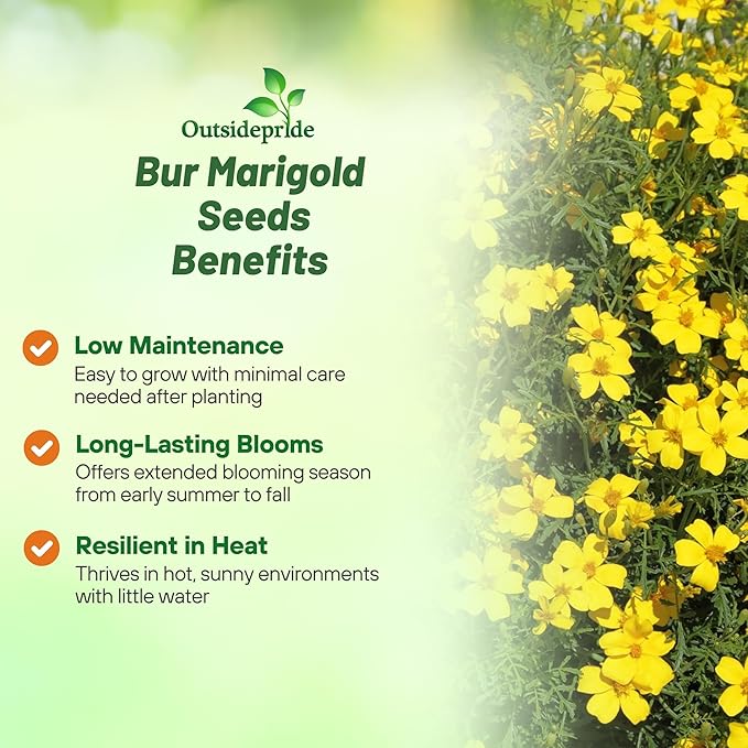 Outsidepride Perennial Bur Marigold Hannay's Lemon Drop Seeds - 1000 Pcs. Heirloom, Self-Sowing, Drought-Tolerant Flower Seeds, Pollinator-Friendly, for Vibrant Blooms, Low-Maintenance Summer Gardens