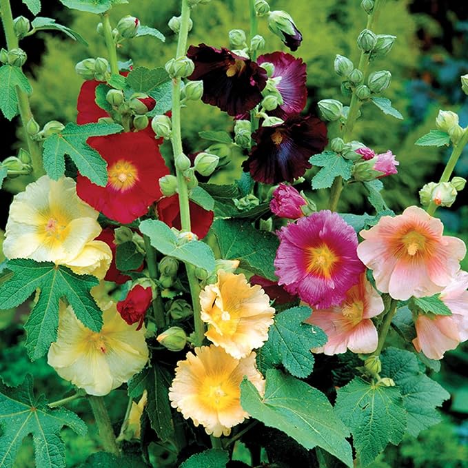 Park Seed Happy Lights Hollyhock Flower Seeds – Vibrant Single Blooms, Rust-Resistant Mix, Tall Garden Border Plant, Easy to Grow in Full Sun, Summer Color Variety – Pack of 25