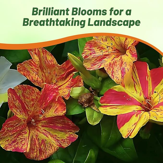 Outsidepride Marbles Yellow Red Four O'clock Flower Seeds - 200 Pcs Perennial Fragrant, Trumpet-Shaped Blooms, Easy to Grow, for Pollinator & Evening Gardens, Containers, Hedges, or Borders