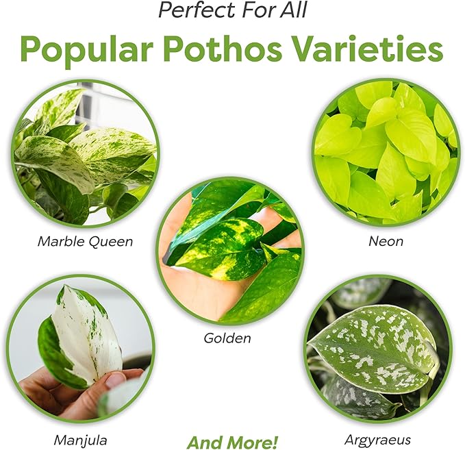 Perfect Plants Organic Pothos Soil | Horticultural Potting Mix for All Indoor Potted Pothos | Grow Healthy houseplants Indoors (4qts.)
