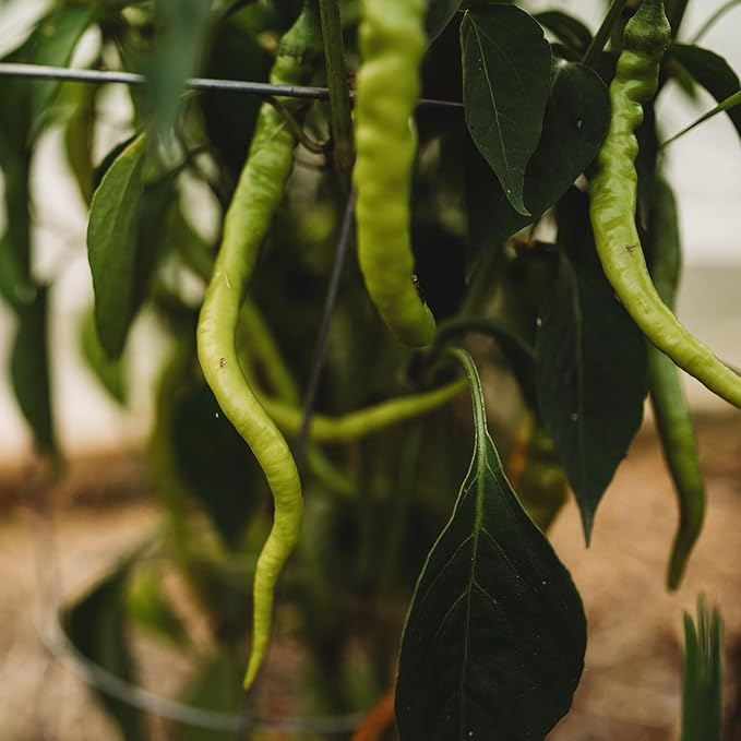 Tatli Kil Sivri (Sweet Sivri) Turkish Pepper - 25 Seeds - Heirloom & Open-Pollinated Variety, USA-Grown, Non-GMO Vegetable Seeds for Planting Outdoors in The Home Garden, Thresh Seed Company