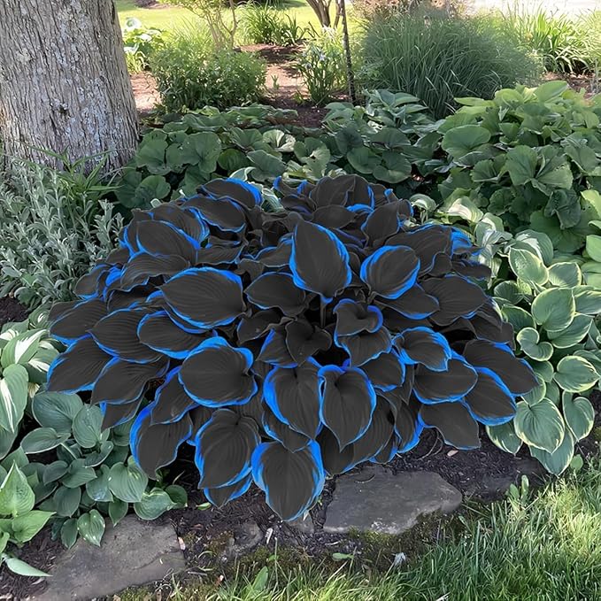 199+ Hosta Flower Seeds for Planting - Non-GMO Heirloom Perennial, Perfect for Shaded Gardens, Low Maintenance & Long Blooming Plants