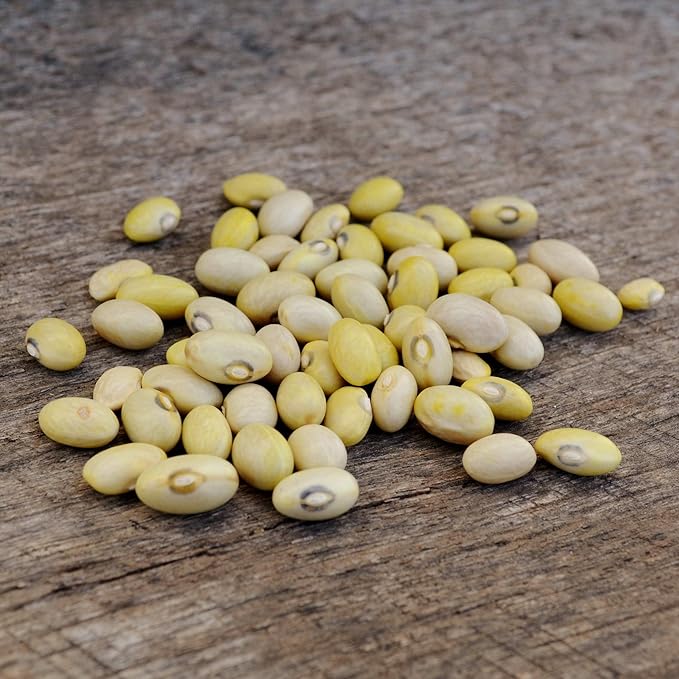 Hutterite Soup Bean - 50 Seeds - Heirloom & Open-Pollinated Variety, USA-Grown, Non-GMO Vegetable/Dry Bean Seeds for Planting Outdoors in The Home Garden, Thresh Seed Company