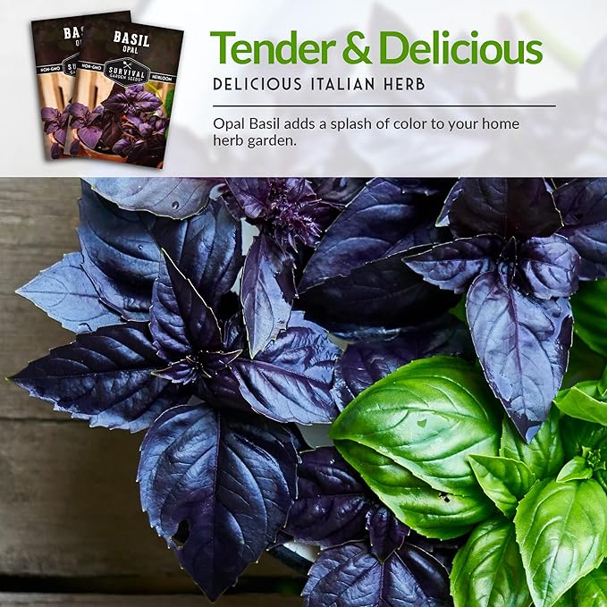 Survival Garden Seeds - Opal Basil Seed for Planting - 5 Packs with Instructions to Plant and Grow Delicious & Unique Purple Basil Herb Plants in Your Home Vegetable Garden - Non-GMO Heirloom Variety