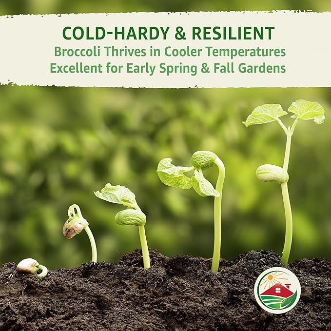 TKE Farms & Gardens - Waltham 29 Broccoli Seeds for Planting, 500+ Non-GMO Heirloom Seeds, Cold-Hardy Variety, Ideal for Fall & Winter Gardens, Easy Growing Instructions Included