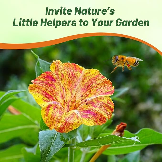 Outsidepride Marbles Yellow Red Four O'clock Flower Seeds - 200 Pcs Perennial Fragrant, Trumpet-Shaped Blooms, Easy to Grow, for Pollinator & Evening Gardens, Containers, Hedges, or Borders