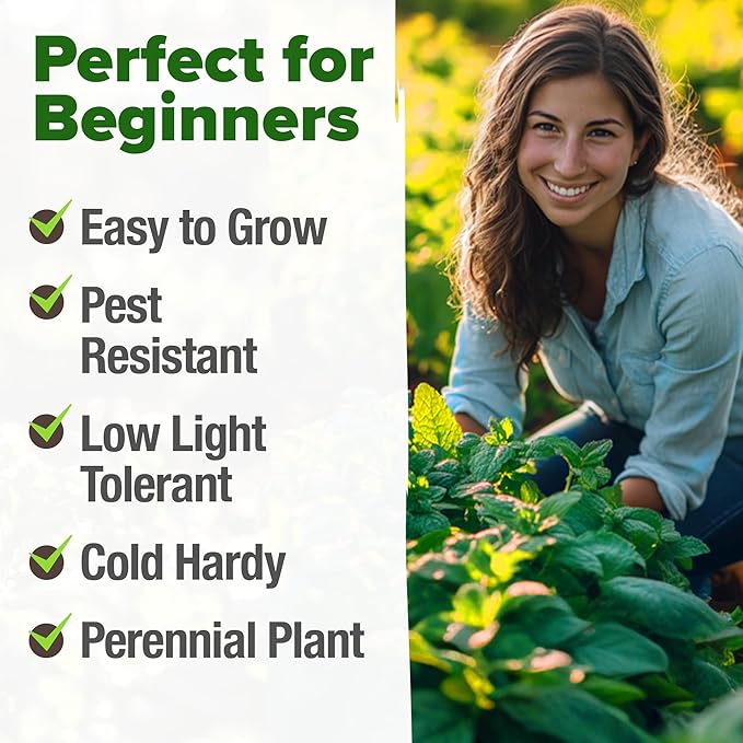 HOME GROWN Genovese Basil Seeds 2 Pack 3500 & Peppermint 4,740 & White Sage 646 & Lemon Balm 806