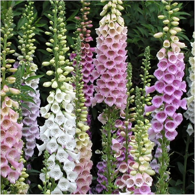 Seed Needs Gloxiniaeflora Foxglove Seeds for Planting Mixed Fox Gloves - Heirloom & Open Pollinated Flowers to Plant an Outdoor Butterfly Garden with Colorful Wildflowers (5 Packs)