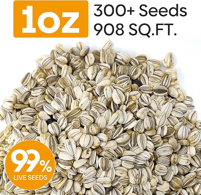 Mammoth Sunflower Seeds to Plant, 1 Ounce Packet 300+ Seeds, 6-12 FT Giant Sunflower, Non-GMO | Heirloom | High Germination, Grown in The USA