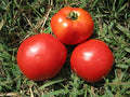 Tomato Marglobe Great Heirloom Garden Vegetable Seeds by Seed Kingdom (4,000 Seeds)