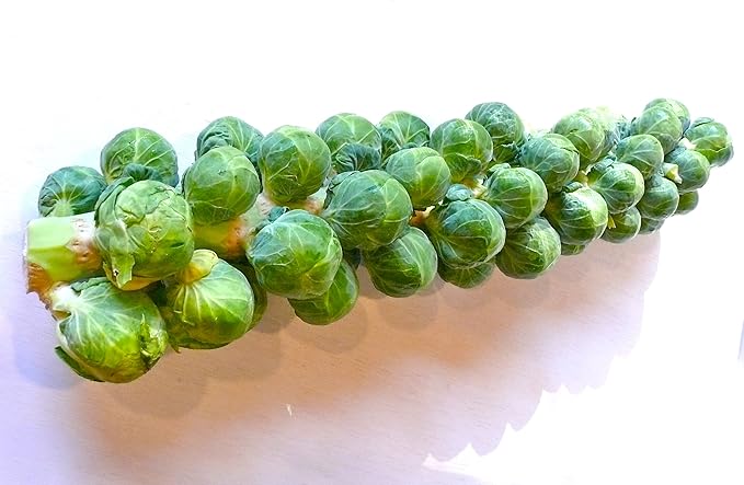 Seeds Brussels Sprouts Cabbage Long Green Vegetable for Planting Heirloom Non GMO