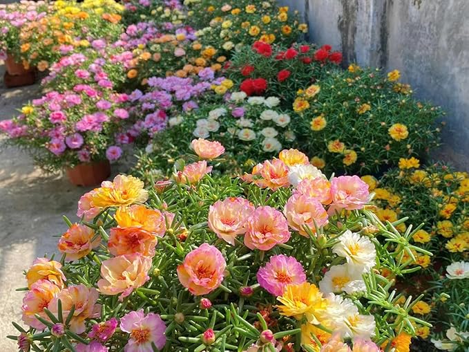 Moss Rose Seeds for Planting Outdoors, Pack of 10000 Portulaca Grandiflora Flower Seeds for Planting
