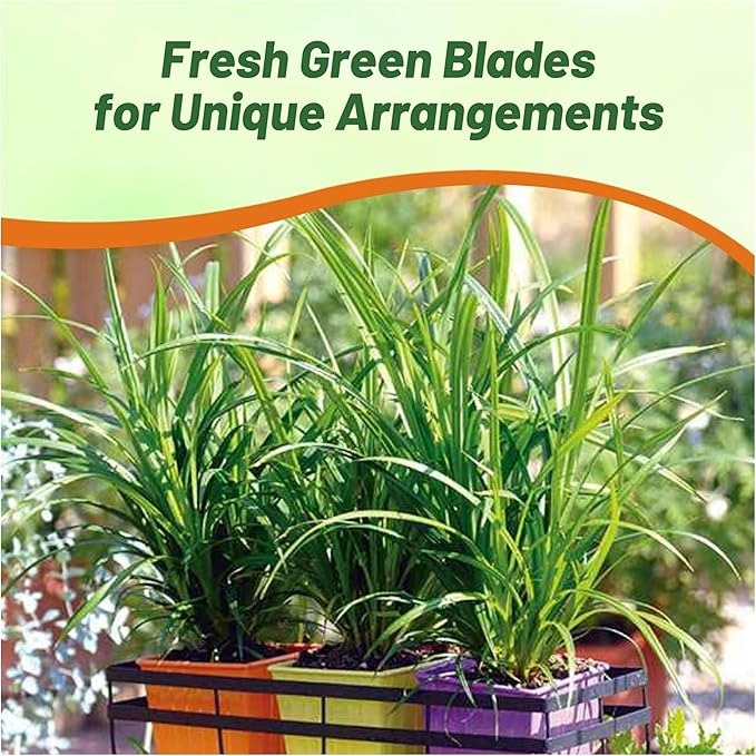 Outsidepride Carex Fresh Look Ornamental Grass Seed – 100 Pcs. Perennial, Low-Maintenance, Drought-Tolerant Grass Seeds with Low Growing Foliage for Borders, Ground Covers, & Outdoor Living Spaces