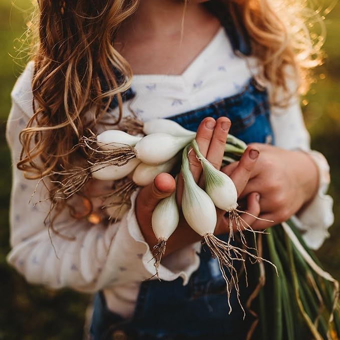 Southport White Globe Onion - 100 Seeds - Heirloom Pearl Onion Variety, Great for Pickling, Often Used as a Bunching Onion, Heirloom Onion Seeds for Planting in The Home Garden, Thresh Seed Company