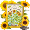 Seedboy Organic Giant Mammoth Grey Sunflower Seeds for Planting Indoor and Outdoor, Non-GMO and USDA Certified Flower Seed Packet for Hydroponic Garden Indoor or Planting Outdoor (Giant Sunflower)