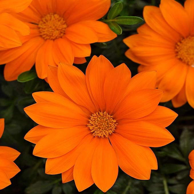 Outsidepride New Day Orange Gazania Seeds for Planting – 50 Pcs Perennial, Low-Maintenance, Drought-Tolerant Ground Cover Seeds for Vibrant Summer & Fall Flowers, Great for Outdoor Gardens