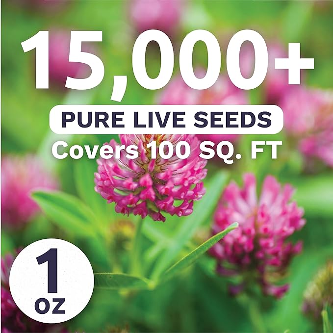 Red Clover - Large 1 Ounce Packet - 15,000 Flower Seeds for Planting - Trifolium pratense