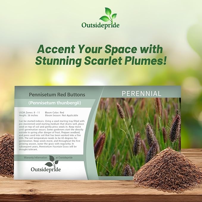 Outsidepride Pennisetum Thunbergii Red Buttons Ornamental Grass Seeds - 25 Pcs Perennial, Drought Tolerant Fountain Grass with Red Feathery Plumes for Low Maintenance Xeriscaping & Flower Arrangements