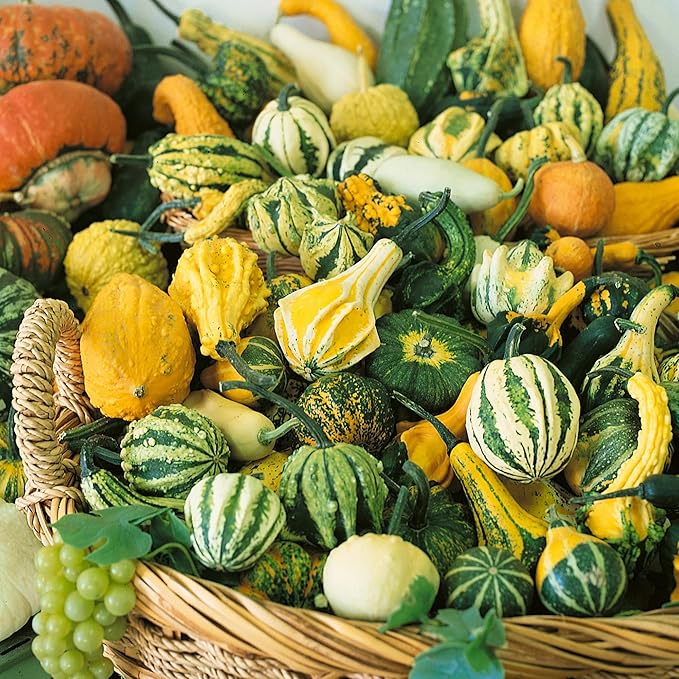 Harvest Wings F1 Hybrid Gourd Seeds - 1 Oz ~850 Seeds - Non-GMO, F1 Hybrid - Vegetable Garden - Cucurbita Pepo