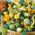 Harvest Wings F1 Hybrid Gourd Seeds - 2 g Packet ~60 Seeds - Non-GMO, F1 Hybrid - Vegetable Garden - Cucurbita Pepo