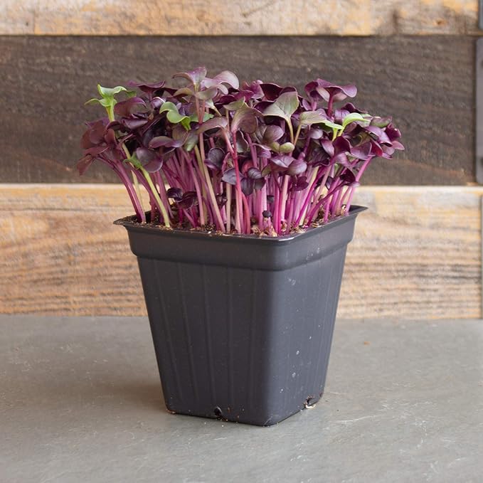 Purple Radish Microgreens Seeds - 1 Oz ~2675 Seeds - Premium, Non-GMO - for Growing Micro Greens - Raphanus sativus