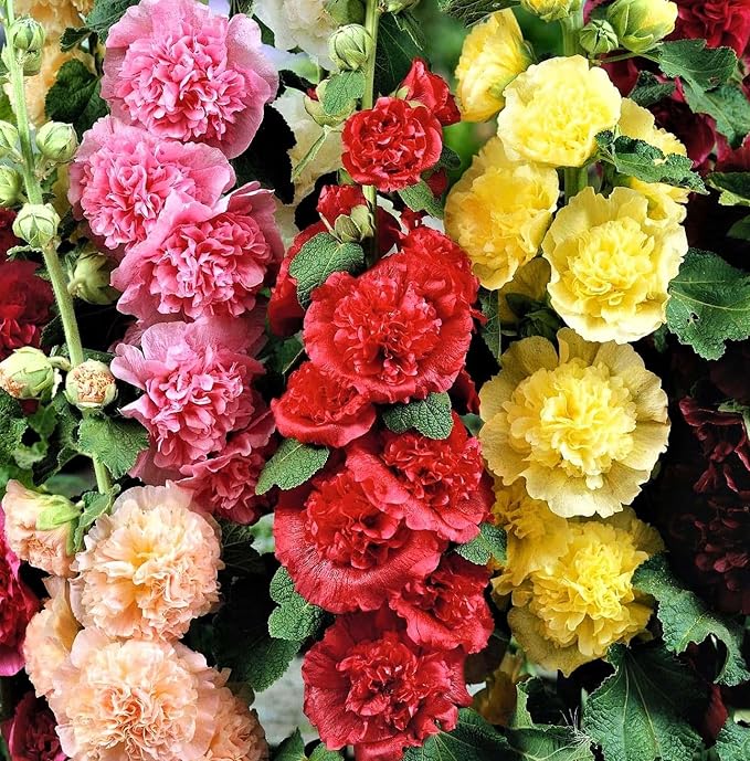 120+ Hollyhock Seeds Carnival Mix Giant Mallow Double Hollyhock Flowers Perennial Outdoor Home Garden Flower (Mix Color)
