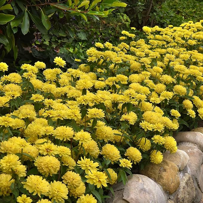Eden Brothers Zinnia Seeds - Zahara Double Yellow