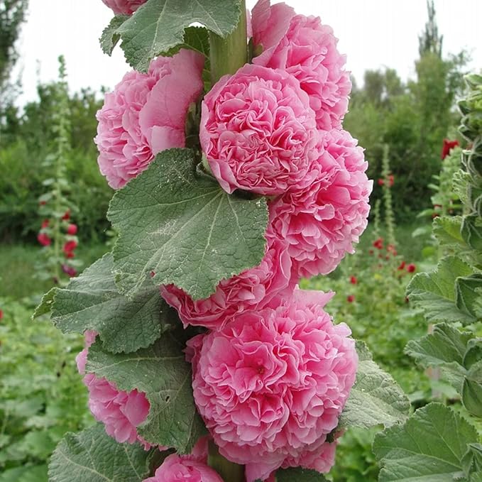100pcs Double Hollyhock Seeds Radiant Rose - Mixed Colors, Non GMO Heirloom Garden Hardy Biennial, Vibrant & Tall Flowers - Ideal for Season-Long Blooms