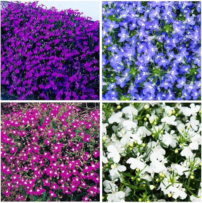 5000+ Perennial Cascade Mixture Lobelia Seeds for Planting Outdoors-Lobelia Ground Cover Seed Flowers Planting Non-GMO Heirloom