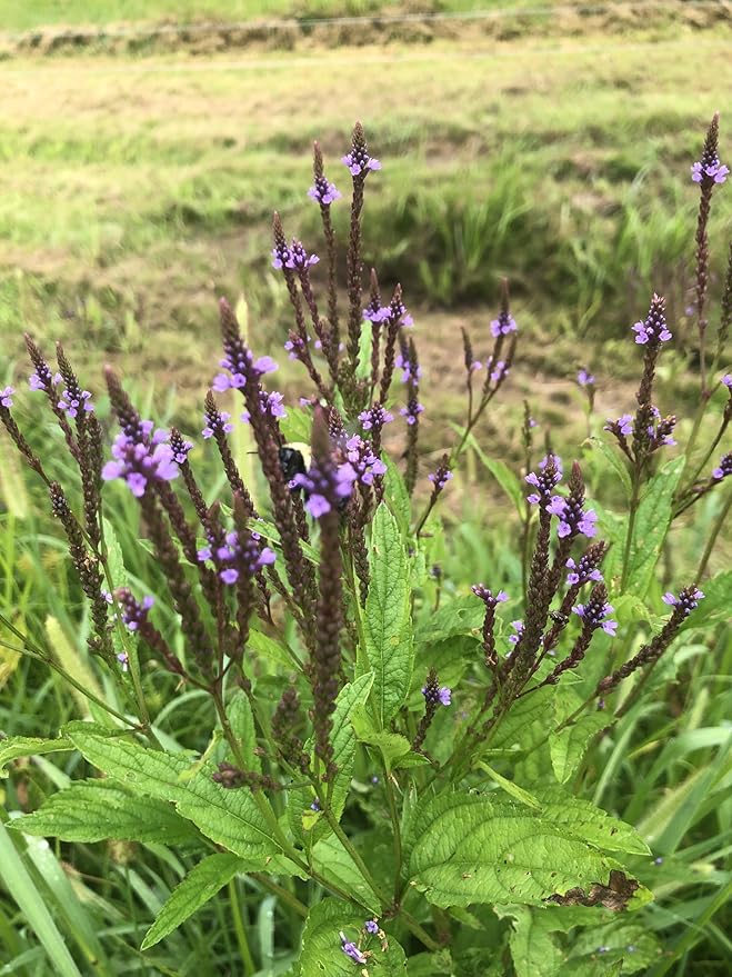 Organic Blue Vervain Seeds (Verbena hastata) 500 Seeds (0.5 Grams) | North America Native Pollinator Plant Seeds - Simpler’s Joy, Swamp Verbena, Swamp Vervain by Smoke Camp Crafts