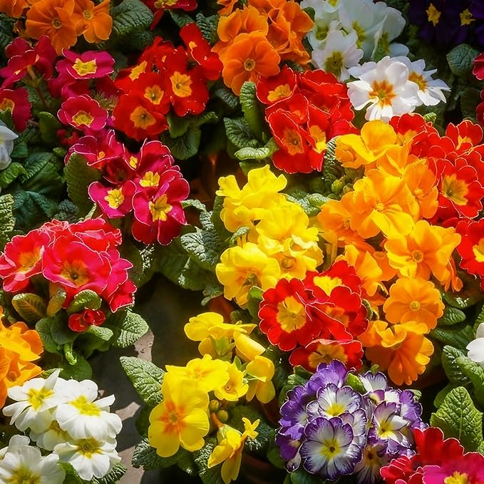 1000+ Primrose Primula Flower Seeds for Planting, Mixed Color Double Primula Seed, Perennial Plants, Non-GMO Heirloom Primrose Flower Seeds for Home Garden Outdoor