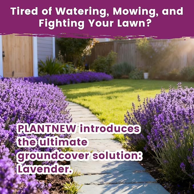 English Lavender Seeds for Planting Outdoors or Indoors, 7000+ Heirloom Non-GMO Seeds, 90% Germination Rate, Container, Herb Garden, Culinary & Crafts (0.7 Ounce Pouch)