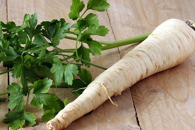 Seeds Parsnip Vegetable Heirloom Non GMO for Planting