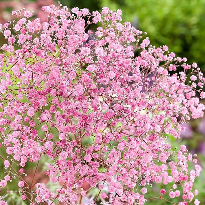 1000+ Mixed Baby's Breath Flower Seeds Annual Baby's Breath Flower Perennial Cut Flowers Non-GMO Gypsophila Paniculata Garden Outdoor