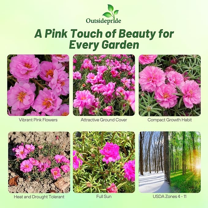 Outsidepride Pink Moss Rose Seeds - 5000 Pcs Annual, Drought & Heat Tolerant, Pollinator Friendly Ground Cover Seeds for Planting w/Vibrant Blooms & Succulent Foliage, Ideal for Xeriscaping
