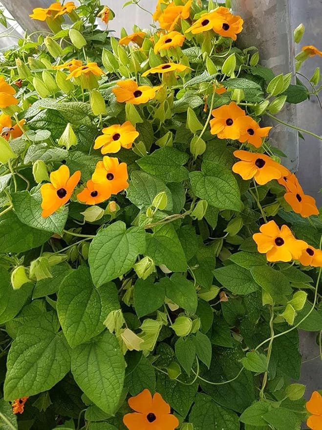 Black Eyed Susan Vine Seeds - 120 Seeds Approximately. Also Known as Clock Flower