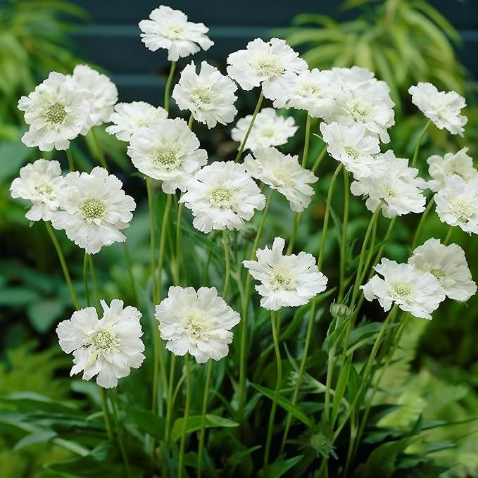 Scabiosa Flower Seeds for Planting, 200+ Mixed Color Scabiosa Seed, Perennial Flower Plants, Non-GMO Heirloom Pincushion Seeds for Home Decoration Garden Outdoor