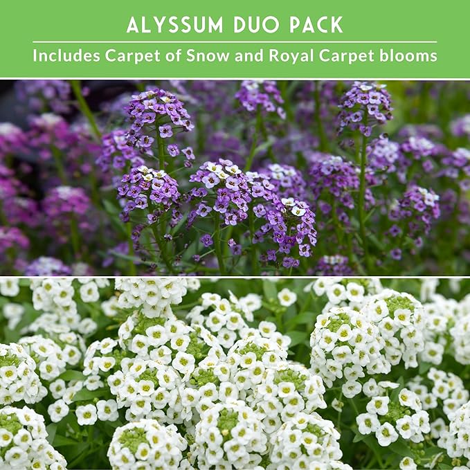 Alyssum Seeds for Planting – 2 Varieties | Purple Royal Carpet & White Carpet of Snow Sweet Alyssum – Seed to Plant Fragrant Heirloom Flowers & Ground Cover – Survival Garden Seeds