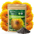 800+ Giant Teddy Bear Sunflower Seeds – Fluffy Double Yellow Petals – Extra Large Blooms – Non-GMO, Open Pollinated, Easy to Grow for Outdoor Garden