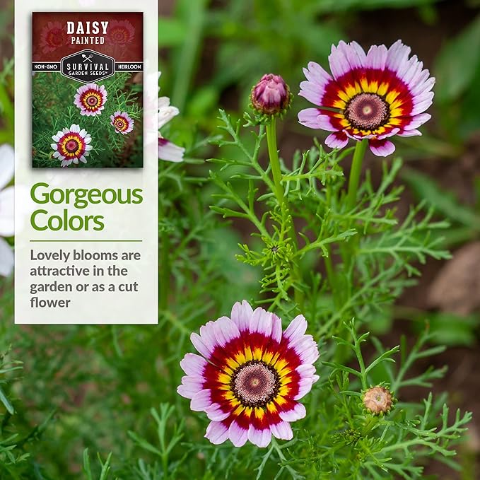 Tricolor Painted Daisy Seeds for Planting - Chrysanthemum Carinatum - Ringed Red, Yellow, and White Annual Flower for Summer Beds - Survival Garden Seeds (1 Pack)