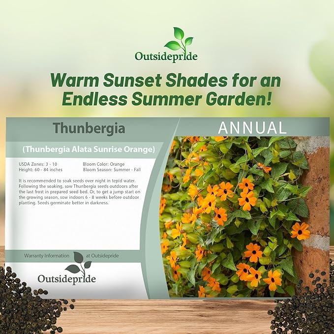 Outsidepride Sunrise Orange Thunbergia Black Eyed Susan Seeds - 100 Pcs Annual, Climbing Vine Flower Seeds for Planting Orange Blooms for Low Maintenance Gardens, Containers, Trellis & Fences