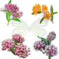 Milkweed Seeds Variety Pack – Butterfly, Common, Showy & Swamp Milkweed – 100% Non-GMO Wildflower Seeds for Monarch Butterflies – Perennial Pollinator Garden Favorites – USA Grown