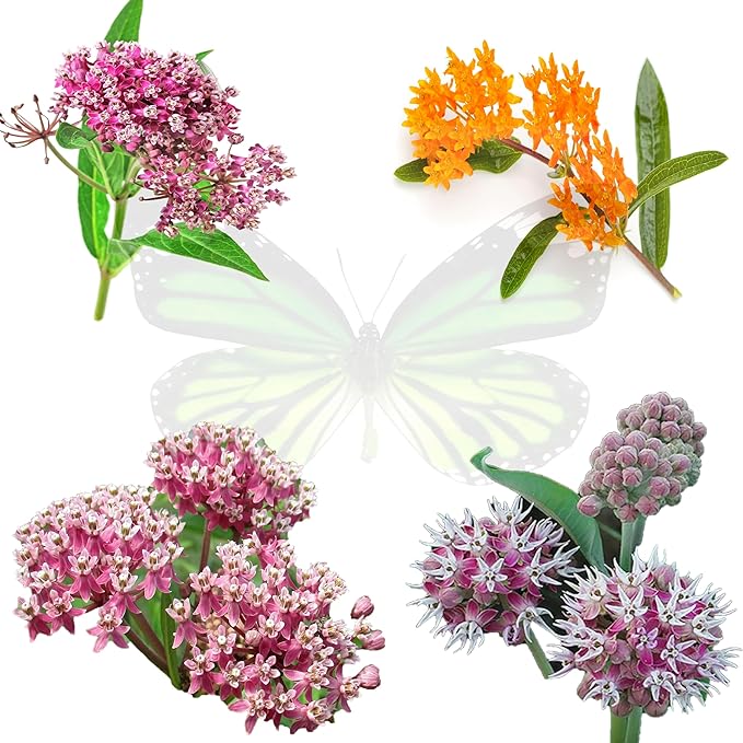 Milkweed Seeds Variety Pack – Butterfly, Common, Showy & Swamp Milkweed – 100% Non-GMO Wildflower Seeds for Monarch Butterflies – Perennial Pollinator Garden Favorites – USA Grown