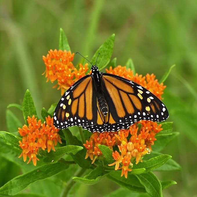 TKE Farms & Gardens - Butterfly Milkweed Seeds for Planting, 100+ Heirloom Non-GMO Seeds, Grow Vibrant Orange Flowers That Attract Monarch Butterflies, Easy Instructions Included, 1 Packet