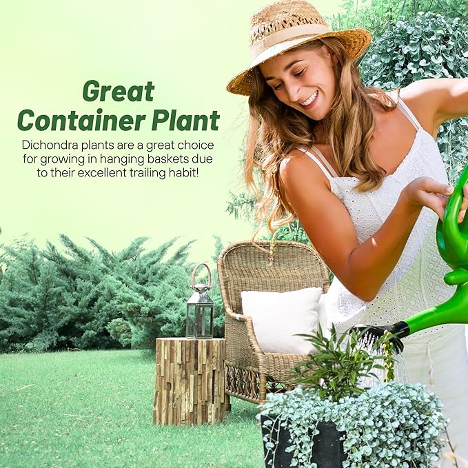 Outsidepride Perennial Dichondra Silver Falls Seed - 30 Pcs Heat & Drought-Tolerant, Low-Maintenance Ground Cover Seeds for Planting, Ideal for Container Plant, Erosion Control, & Silver Foliage