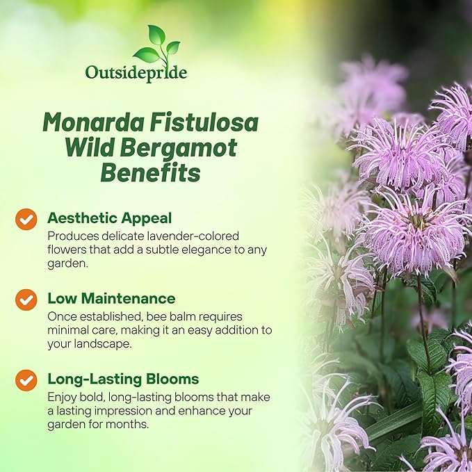 Outsidepride Wild Bergamot Seeds - 1000 Pcs Perennial, Easy to Grow & Pollinator Friendly Monarda Fistulosa Flower Seeds for Planting Aromatic Leaves & Edible Blooms, Ideal for Teas & Potpourri