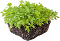 Parsley Microgreens Seeds - 1 Oz ~18,000 Seeds - Grow Non-GMO Micro Parsley Herb Greens - Premium Seed - High Germination Rate