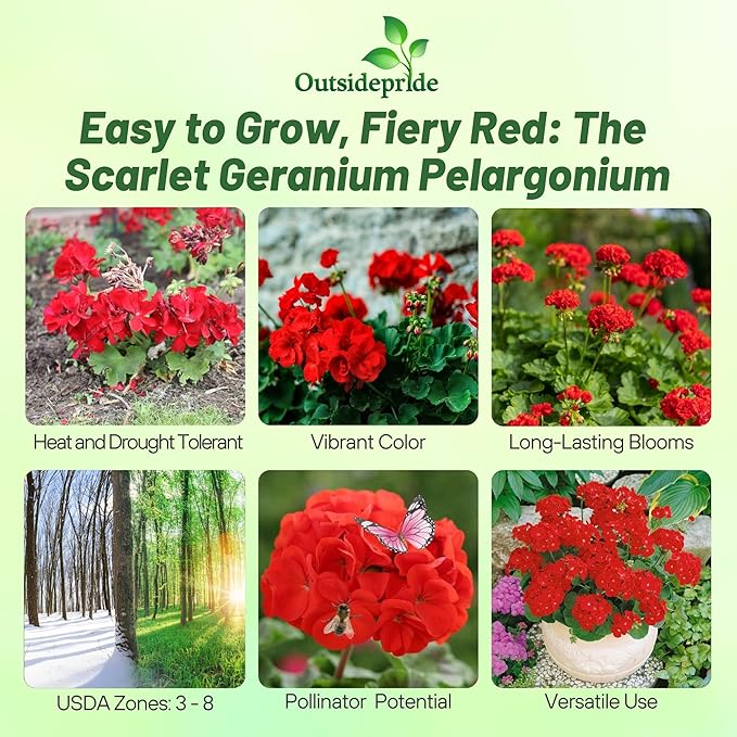 Outsidepride Scarlet Geranium Seeds for Planting - 50 Pcs Annual, Heat & Drought Tolerant Flower Seeds with Green Foliage & Scarlet Blooms for Pots, Borders & Lush Summer Garden Displays